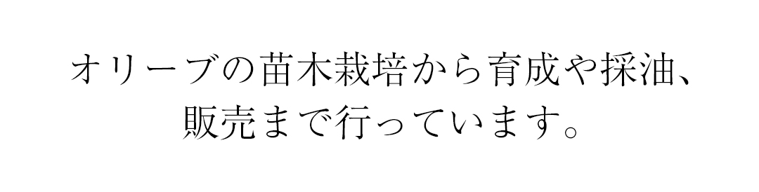 オリーブの苗木栽培から育成や採油、販売まで行っています。