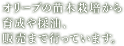 オリーブの苗木栽培から育成や採油、販売までおこなっています。